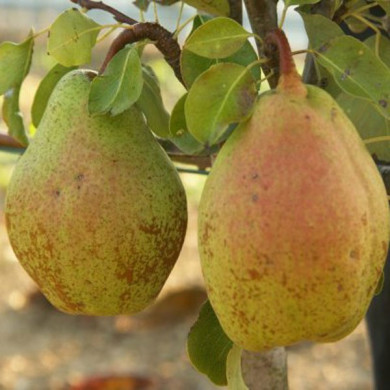 Poirier 'André Desportes'