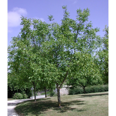 Juglans nigra