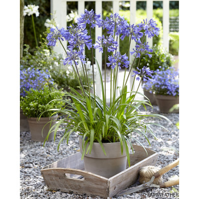 Agapanthus 'Andbin' EVERPANTHUS EVER SAPPHIRE