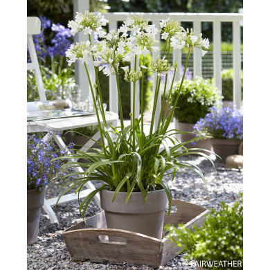 Agapanthus 'WP001' EVERPANTHUS EVER WHITE