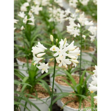 Agapanthus 'WP001' EVERPANTHUS EVER WHITE