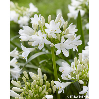 Agapanthus 'WP001' EVERPANTHUS EVER WHITE