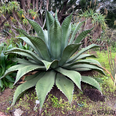Agave ferox