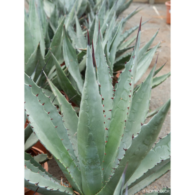 Agave chrysantha