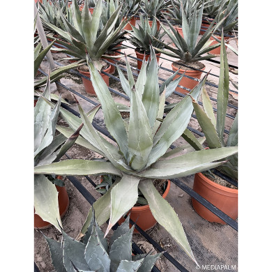 Agave chrysantha