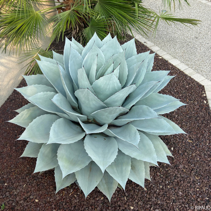 Agave ovatifolia