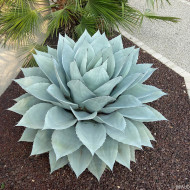 Agave ovatifolia