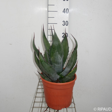Agave salmiana