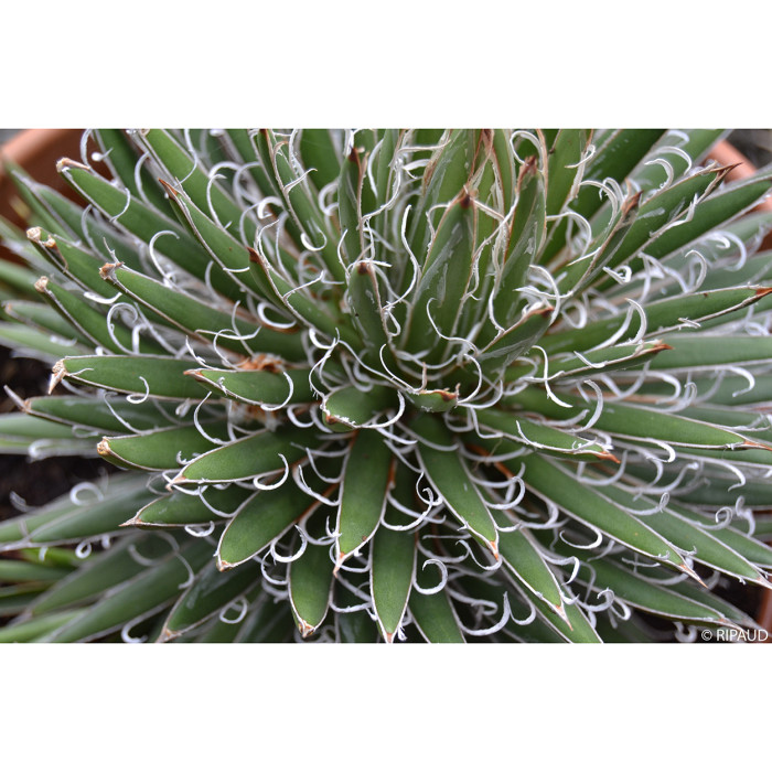 Agave multifilifera