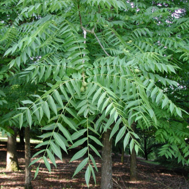 Juglans nigra