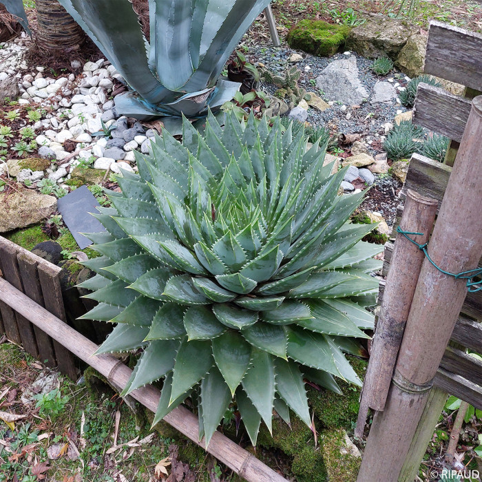 Aloe polyphylla