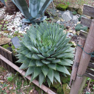 Aloe polyphylla