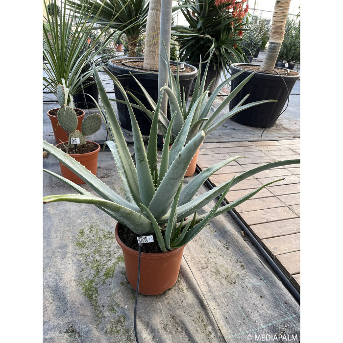 Aloe vera