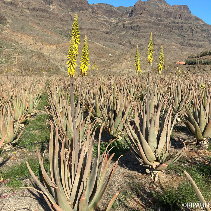Aloe vera