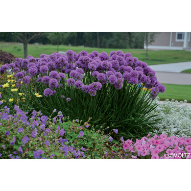 Allium 'Millenium'