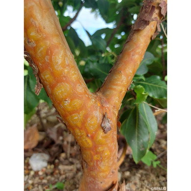 Arbutus unedo 'Marina'