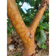 Arbutus unedo 'Marina'