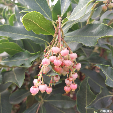 Arbutus unedo 'Marina'