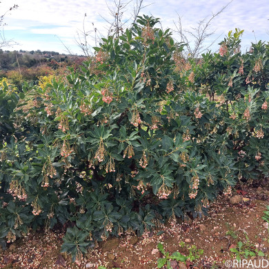 Arbutus unedo 'Marina'