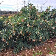 Arbutus unedo 'Marina'
