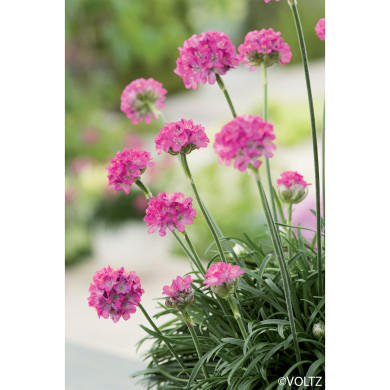 Armeria maritima 'Abbey Deep Rose'