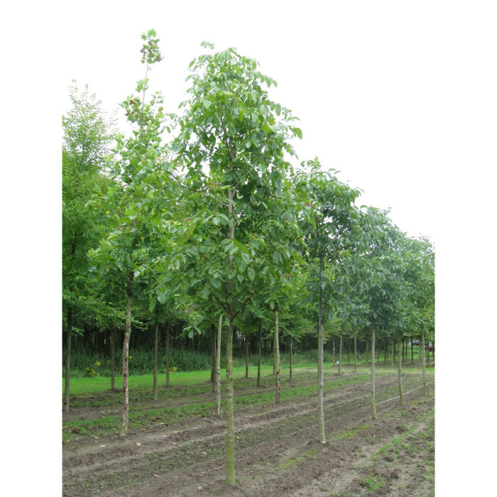 Juglans nigra