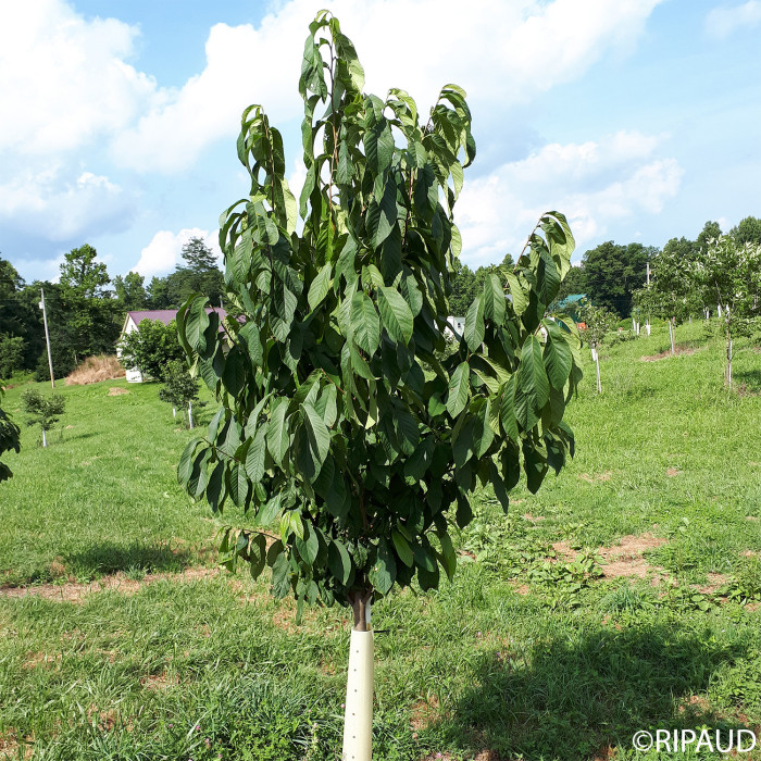 Asimina triloba
