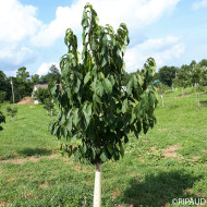 Asimina triloba