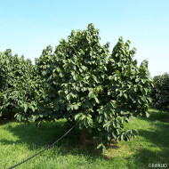 Asiminier 'Prima 1216'