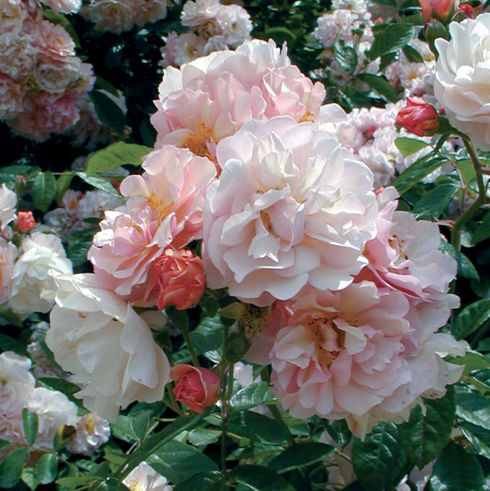 Rosier Cornelia