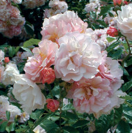 Rosier Cornelia