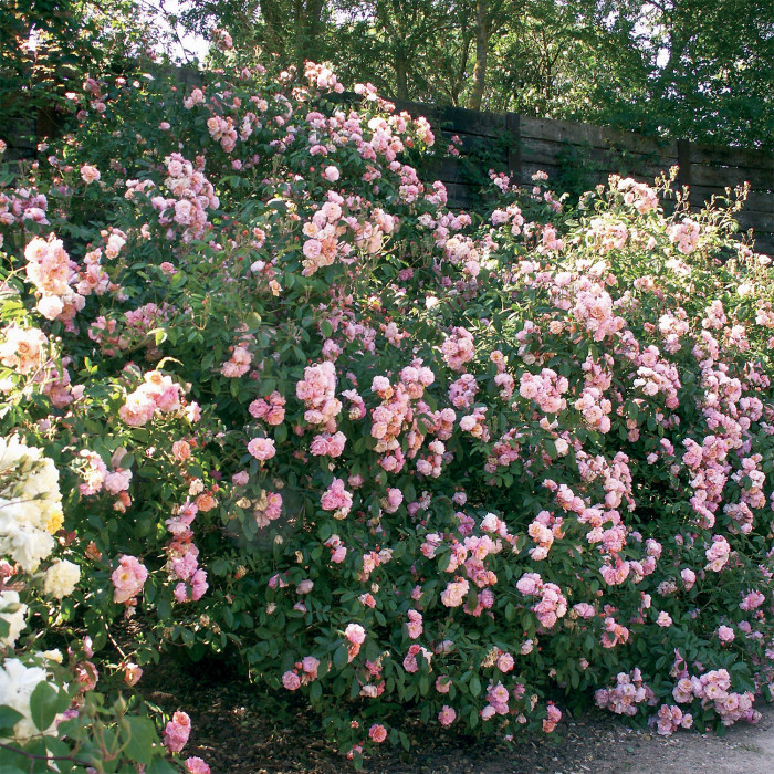 Rosier Cornelia