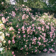 Rosier Cornelia