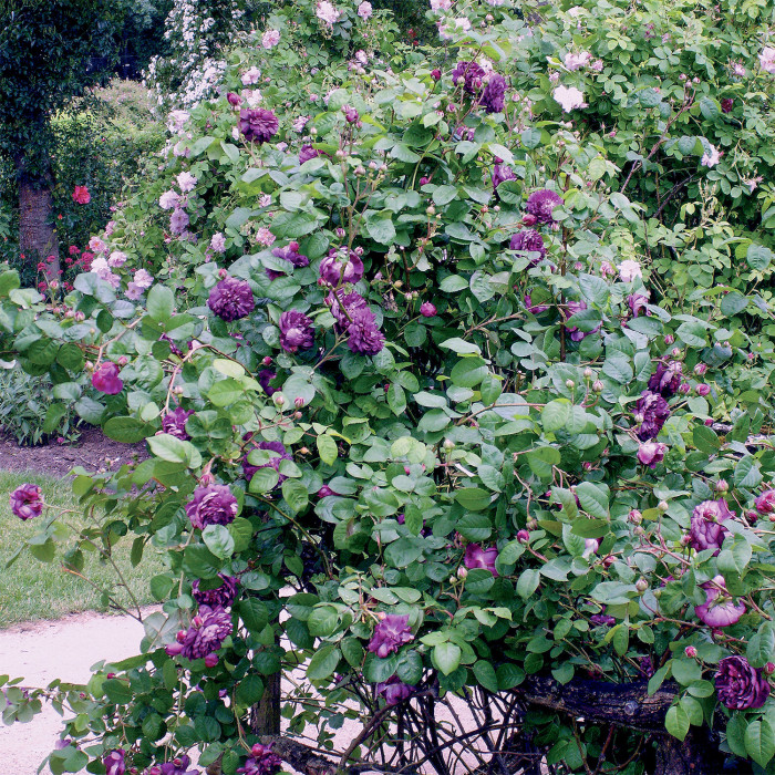 Rosier Cardinal de Richelieu
