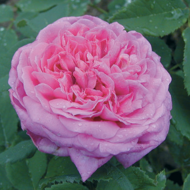 Rosier Yolande d'Aragon