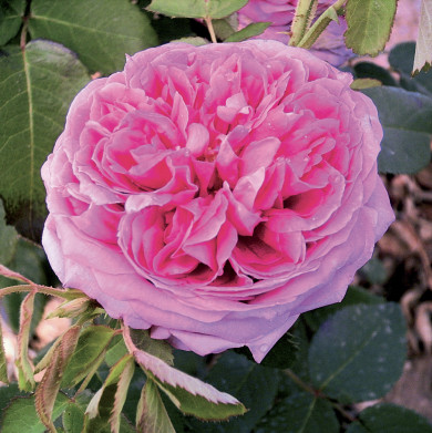 Rosier Yolande d'Aragon