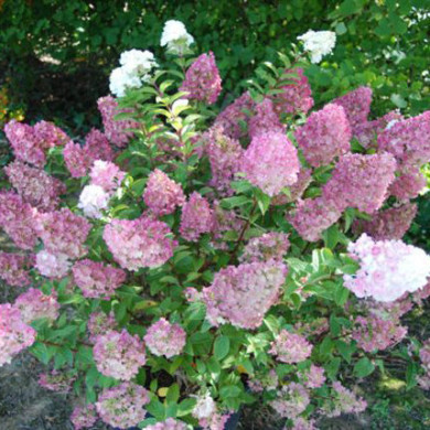Hydrangea paniculata Sundae Fraise® rensun