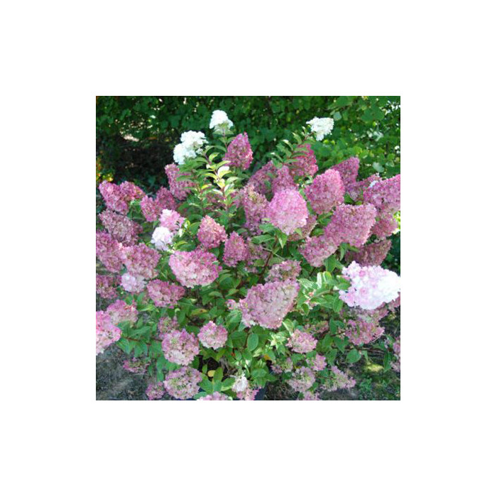 Hydrangea paniculata Sundae Fraise® rensun