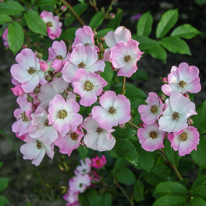 Rosier Ballerina