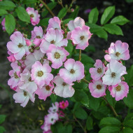Rosier Ballerina