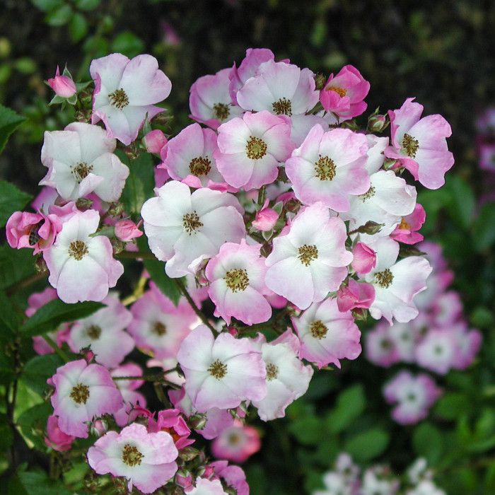 Rosier Ballerina