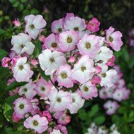 Rosier Ballerina