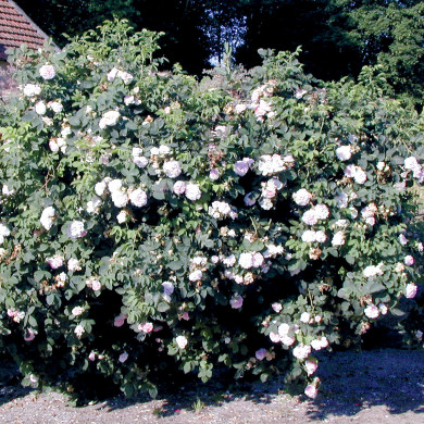 Rosier Cuisse de Nymphe