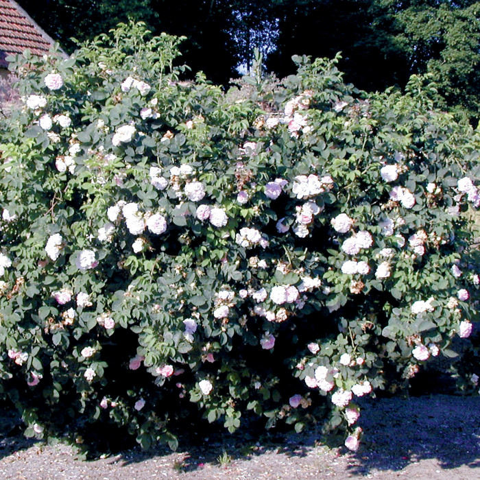 Rosier Cuisse de Nymphe