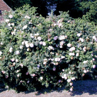 Rosier Cuisse de Nymphe