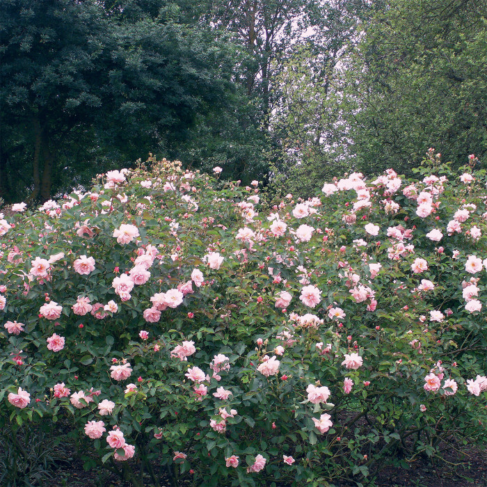 Rosier Félicia