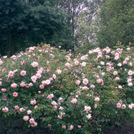 Rosier Félicia