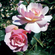 Rosier Félicia