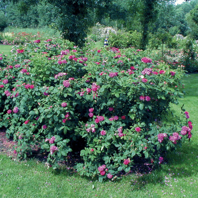 Rosier Rose de Rescht