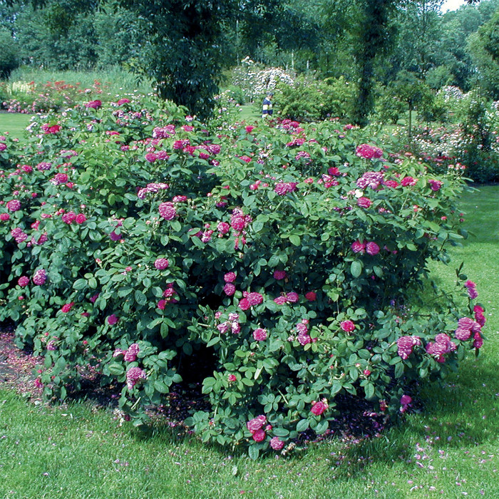 Rosier Rose de Rescht